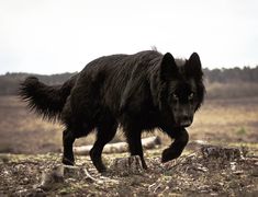 a black dog walking across a grass covered field