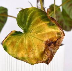 a large green leaf hanging from a plant