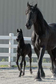 a black horse and its foal running in an enclosed area next to a white fence