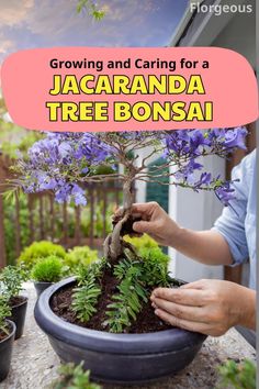 Jacaranda Tree Bonsai Beautiful Bonsai, Jacaranda Tree