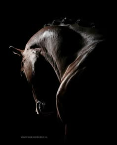 a brown horse is standing in the dark