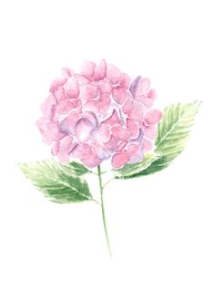 a watercolor painting of a pink flower with green leaves