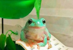 a green frog sitting on top of a white table next to a plant with leaves