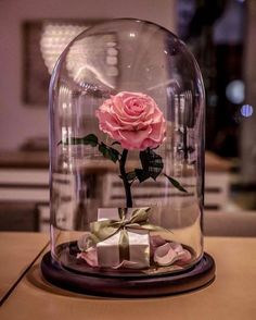 a pink rose under a glass dome with the words goode morger on it