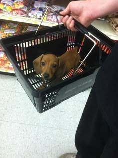 a person holding a basket with a dog in it