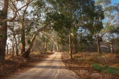 a dirt road surrounded by trees and grass