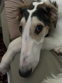 a close up of a dog laying on a couch