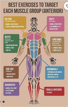 an image of the muscles and their functions in order to perform exercises for muscleing