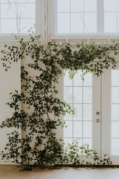 a plant is growing up the side of a wall in an empty room with two windows