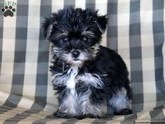 a small black and white dog sitting on top of a couch