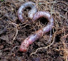 an image of a worm in the ground