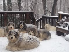 four dogs laying in the snow on a deck