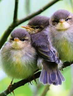 three little birds sitting on top of a tree branch with their beaks open and eyes closed