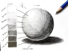 a pencil drawing of an apple and its structure