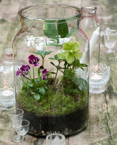 a glass jar filled with plants on top of a wooden table