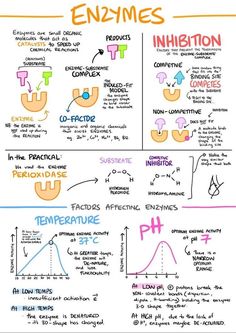 Enzymes Biology, Nutrition Notes, Notes Biology, Study Sheet, Study Biology, Hilarious Texts