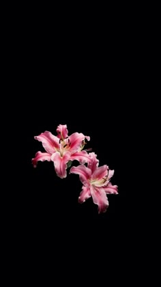 three pink flowers are in the dark on a black background