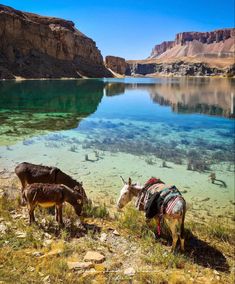 two donkeys are standing by the water