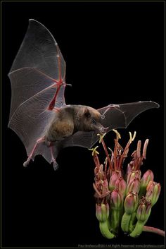 a bat flying over a flower with it's wings open