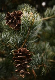 two pine cones hanging from a tree branch