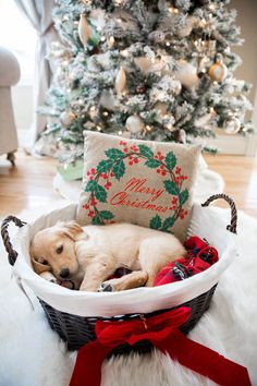 a dog laying in a basket next to a christmas tree