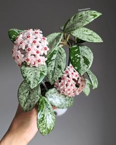 a hand holding a plant with pink flowers and green leaves