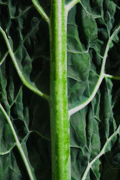 a close up of a green leafy plant with leaves on it's sides