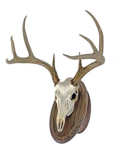 an animal's skull is mounted on a wooden wall mount with large antlers