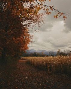 a dirt road surrounded by tall grass and trees with fall leaves on the ground in front of it