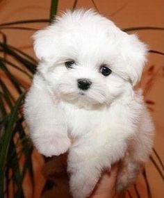 a small white dog standing next to a potted plant