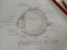 a drawing of the structure of an eye