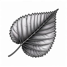 a black and white drawing of a leaf