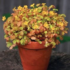 a potted plant with yellow flowers on a table