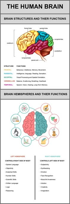 the human brain and its functions infographicly displayed on a whiteboard with information about it