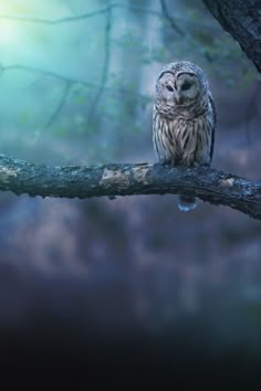 an owl is sitting on a tree branch