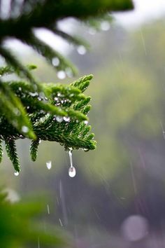 a pine tree branch with drops of water hanging from it's branches in the rain