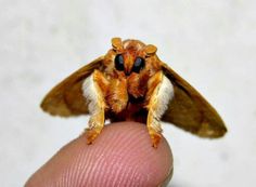 a close up of a person's finger with a small insect on top of it