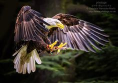 an eagle flying through the air with it's wings spread open and its talon extended