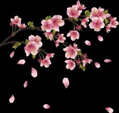 pink flowers are falling down on a black background