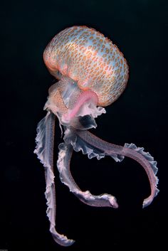 an orange and white jellyfish swimming in the water