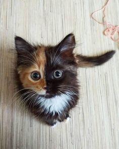 a small kitten sitting on top of a wooden floor