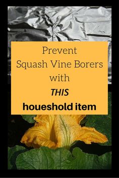 a yellow flower with the words prevent squash vine borres with this household item