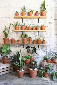 many potted plants on shelves in a room