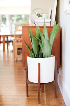 a potted plant sitting on top of a wooden stand in a living room next to a wall