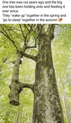 a tree that is in the middle of a forest with an interesting trunk and leaves on it