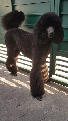 a black poodle standing on top of a sidewalk next to a green building with shutters