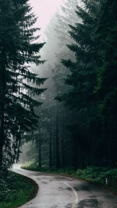 a winding road surrounded by tall trees in the fog