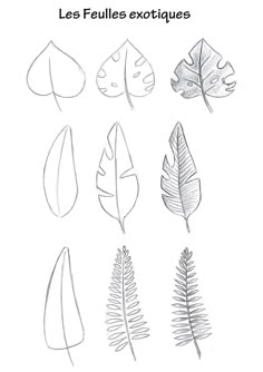 different types of leaves are shown in this drawing