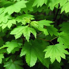 green leaves are growing on the tree in the forest royalty images and clippings