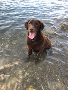 a brown dog sitting in the water with its tongue out and it's tongue hanging out